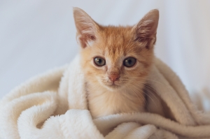 ¿Gatito en casa? Descubre cuándo puede comenzar a comer croquetas