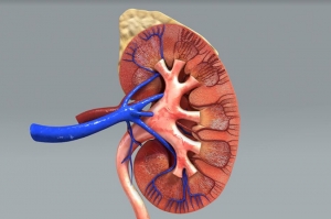 Día Mundial del Riñón: Un llamado a la consciencia sobre la salud renal