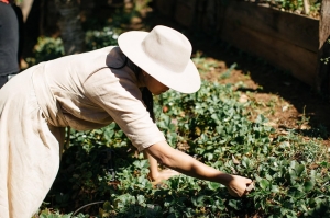 Conoce Remedios del Bosque Alta Herbolaría Mexicana, una empresa mexicana de cosmética viva