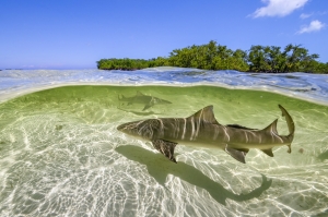 “Un Planeta Perfecto” estrena en Discovery en el marco del especial del Día de la Tierra