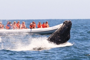 La majestuosidad de la naturaleza durante la Temporada de Ballenas en el Pacífico Mexicano