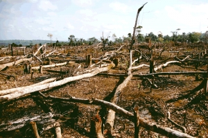 ¿Qué podemos hacer para evitar la crisis ambiental?