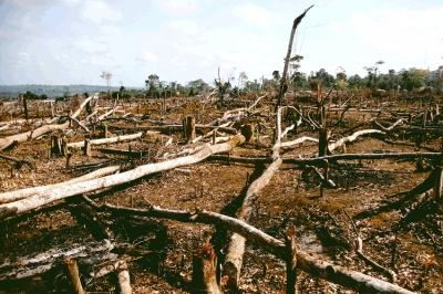 ¿Qué podemos hacer para evitar la crisis ambiental?