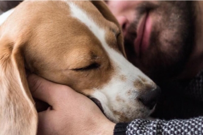 A un año de la pandemia: los perros, la mejor compañía