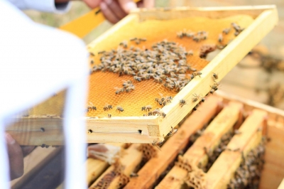 ¡Celebra el Día Mundial de las abejas!