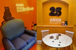 ¡Descubre Casa Minino, un paraíso para los amantes de los gatos!