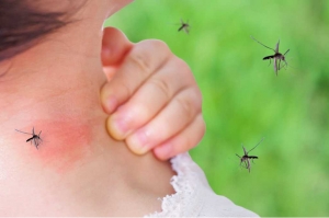 ¡No me molestes mosquito! Razones por las que te pican los odiosos mosquitos