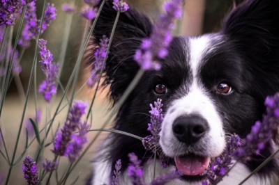 Descubre los aceites esenciales para tu perro que no pueden faltar