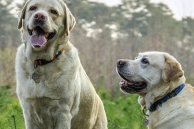 ¿Cómo armar un botiquín casero para mascotas?